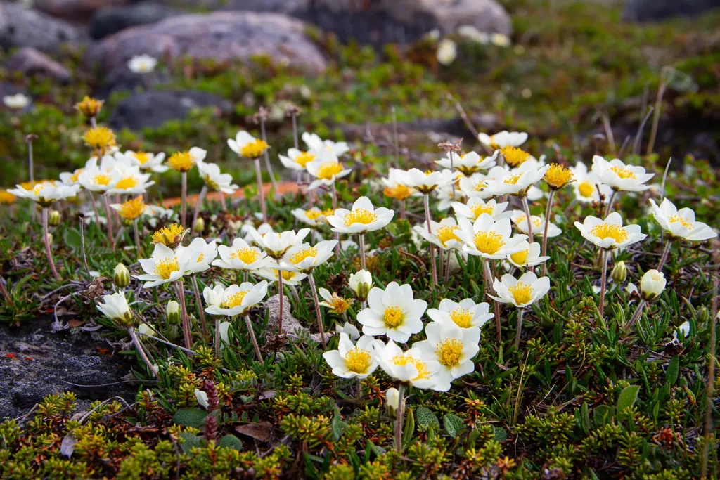 A field of white and yellow flowers with mountains rising in the background
